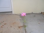 Flower in Concrete
